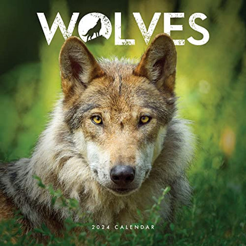 Wolves Wallcalendar Sent Sameday*