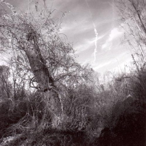 A black-and-white image of a tree with bare branches against a cloudy sky.