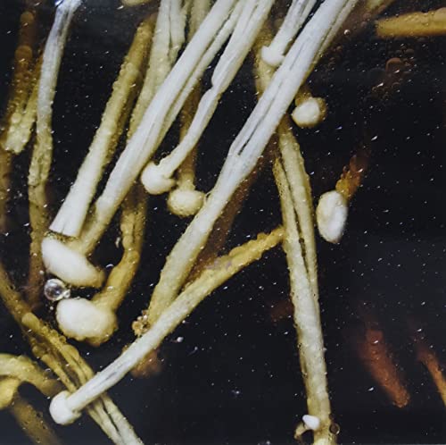 Lindermayr Matthias - Triptych [VINYL]