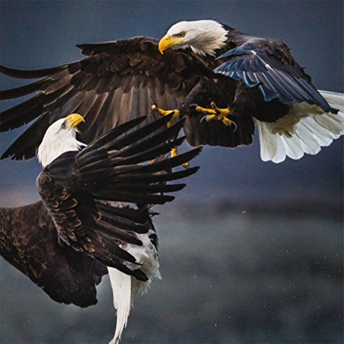 "Two bald eagles in mid-air, talons locked, against a dark, cloudy background."