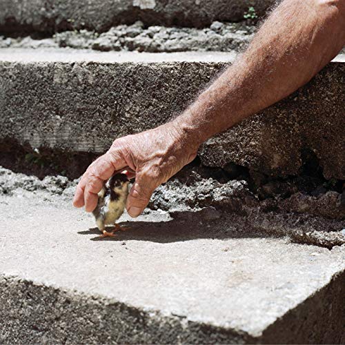 Big Thief - MYTHOLOGICAL BEAUTY (GREY) [7"] [VINYL]
