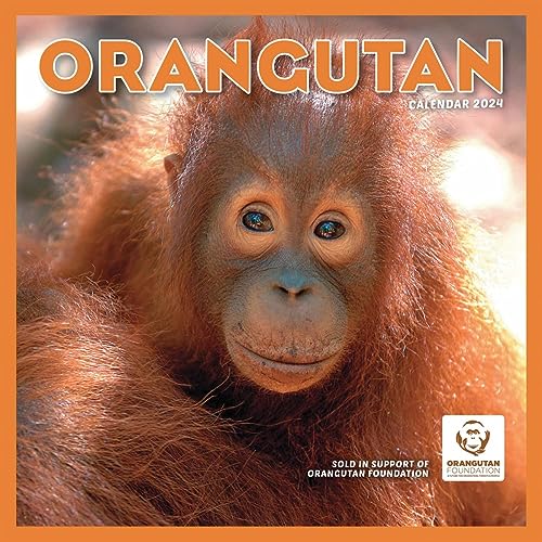 Orangutan - Orang-Utan 2024: Original Carousel-Kalender [Mehrsprachig] [Kalender]