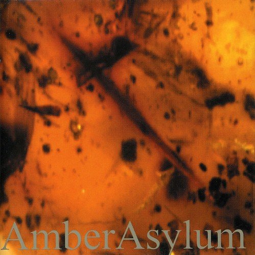 The image is a close-up of amber with insects trapped inside. Alt text: Close-up of orange amber with black specks and insects.