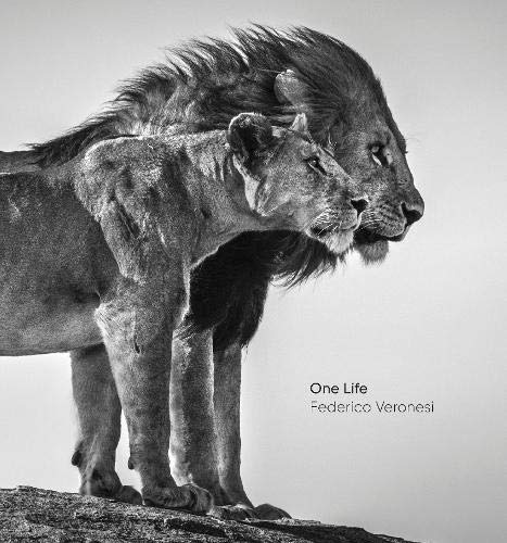 Black and white image of a lion and lioness standing together on a rocky outcrop.