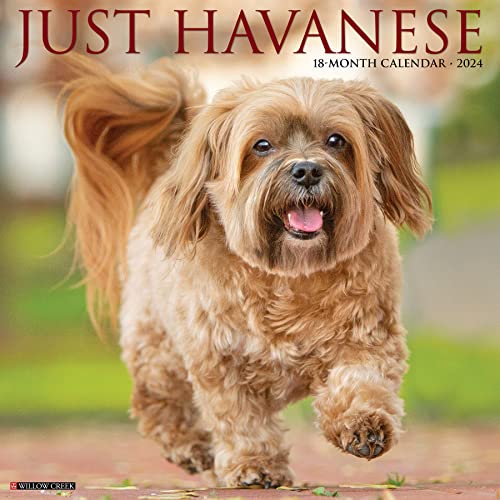 Just Havanese 2024 12 X 12 Wall Calendar