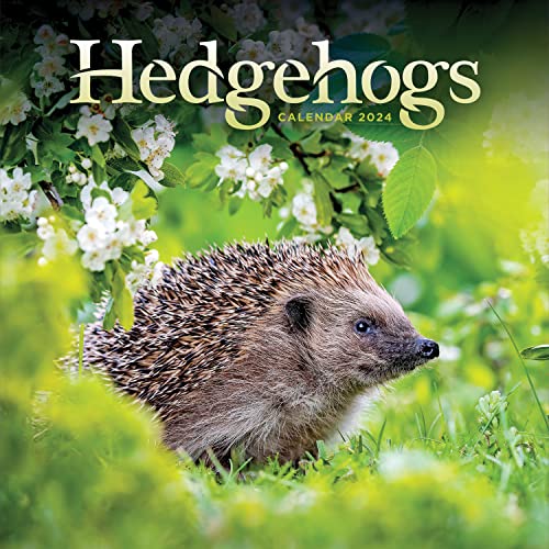 Hedgehogs 2024 Calendar: Original Carousel-Kalender [Mehrsprachig] [Kalender]