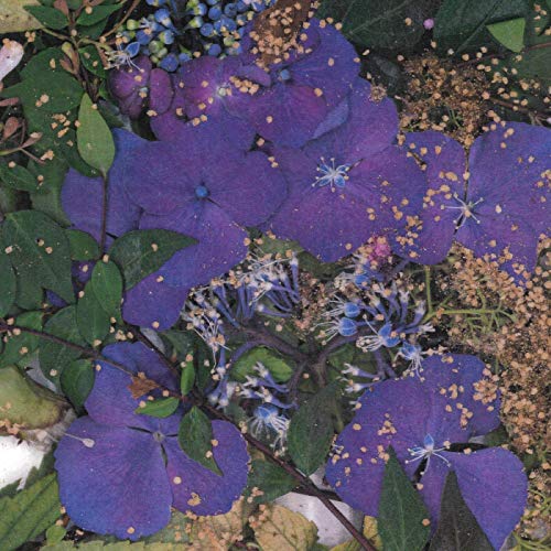 The image shows a close-up of purple flowers and green leaves with scattered debris. For accessibility purposes, a suitable alt text could be: "Purple flowers and green leaves with debris."