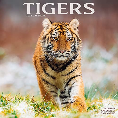 Tigers Calendar 2024 | Square Wildlife Safari Big Cats Wall Calendar - 16 Month: Original Avonside-Kalender [Mehrsprachig] [Kalender]