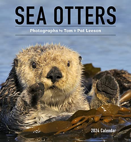 Sea Otters Calendar 2024