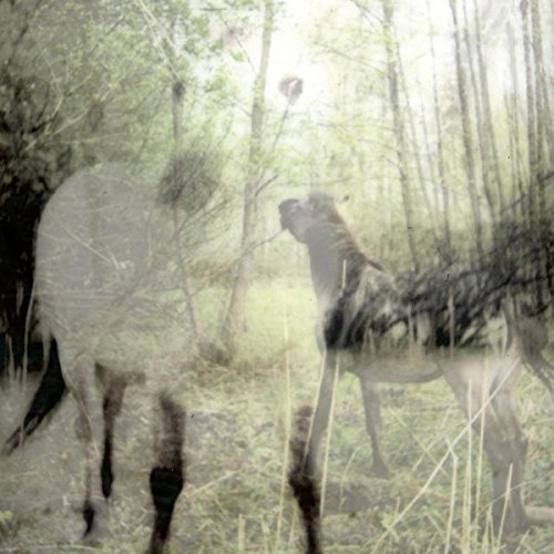 "Blurry image of two deer in a forest, with trees and foliage in the background."