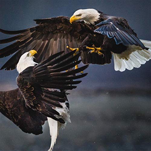 "Two bald eagles in mid-air, talons locked, against a dark, cloudy background."