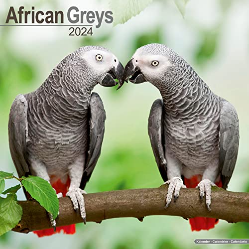African Greys Calendar 2024 | Square Bird Wall Calendar - 16 Month: Original Avonside-Kalender [Mehrsprachig] [Kalender]