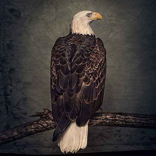 CLUTCH - BOOK OF BAD DECISIONS [CD]