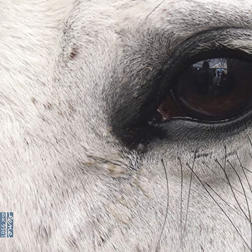 "Close-up of a white animal's eye with dark pupil and long eyelashes."