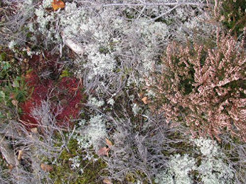 The image depicts a close-up of lichen and moss on the forest floor. Alt text: Forest floor with lichen, moss, and red fungus.