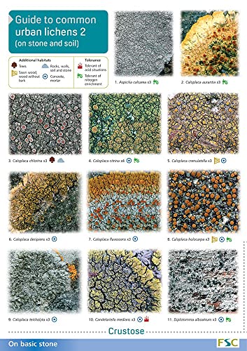 Urban Lichens (2) On Stone and Soil: Pt. 2 (WildID)