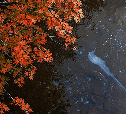 An image of orange leaves on branches over dark water with a blue oil slick.