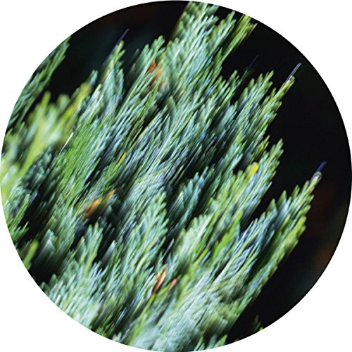 The alt text for the image is: "Circular image of blurry green plants against a dark background."